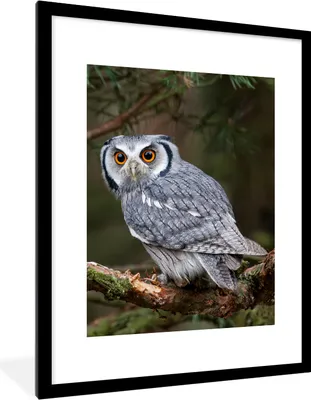 Produktbild von MuchoWow® Gerahmtes Poster Eule - Vogel - Äste - Natur 60x80 cm - Poster mit Schwarzem Bilderrahmen Wandposter Rahmen Foto Bilder - Wohnzimmer - Dekorationen - Prämie