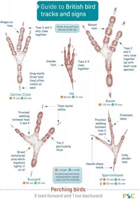 Produktbild von Guide to British bird tracks and signs