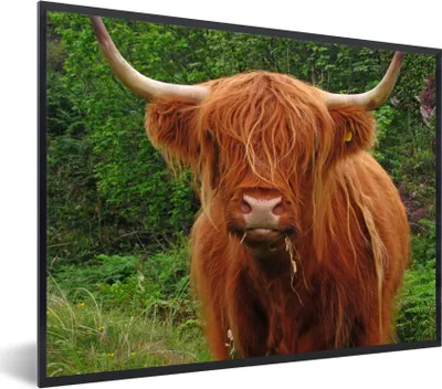 Produktbild von MuchoWow® Gerahmtes Poster Schottischer Highlander - Kuh - Gras 80x60 cm - Poster mit Schwarzem Bilderrahmen Wandposter Rahmen Foto Bilder - Schwarzem - Mit Gestell