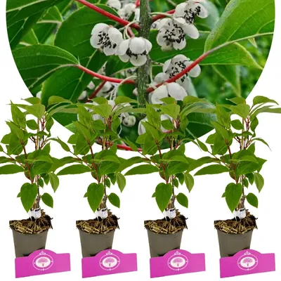 Obrázok produktu pre Sada 4 bobúľ kivi - Actinidia arguta 'Weiki' - Samčie bobule kivi - Výška 25 cm - 9 cm kvetináč