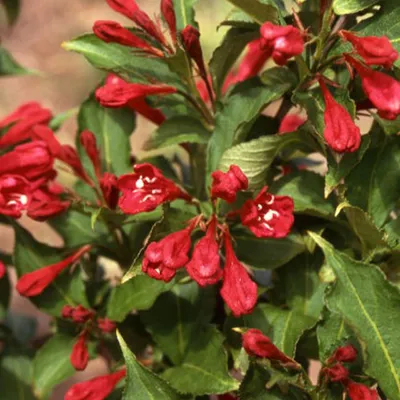 Obrázok produktu pre 2 x  Weigelie  - Weigela 'Red Prince'  | 50-60 cm v kontajneri