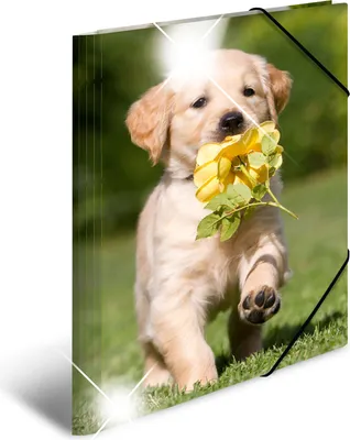 Produktbild von HERMA Eckspannermappe "Hunde" PP Glossy DIN A3