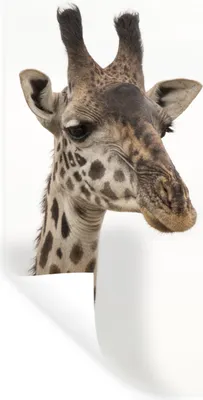Produktbild von MuchoWow® Wandtattoo Wandsticker Wandaufkleber Giraffe - Tier - Weiß 60x120 cm Selbstklebend und Repositionierbar - Selbstklebend - Fototapeten
