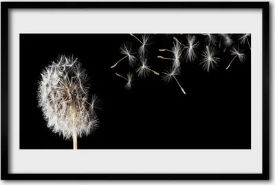 Produktbild von Bild 60x40 MDF-Rahmen Wandkunst Löwenzahn-Blume Drops