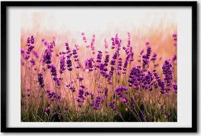 Produktbild von Bild 60x40 MDF-Rahmen, Wandkunst Lavendel