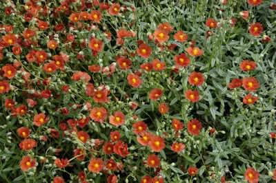 Produktbild von Sonnenröschen Henfield Brilliant, im Topf - Helianthemum x cult., immergrün