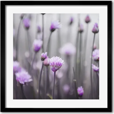 Produktbild von Bild - 50 cm x 50 cm - MDF - Rahmen, Wandkunst - Schnittlauchblumen