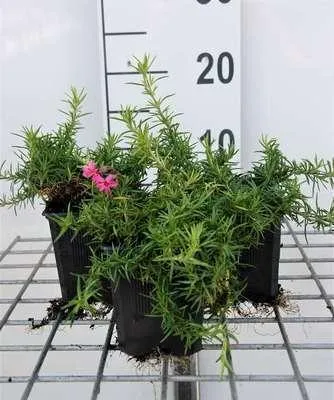 Obrázok produktu pre 6 x Phlox (s) 'Atropurpurea' - Plamienok - Kvetináč 9 x 9 cm
