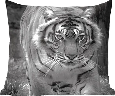 Produktbild von MuchoWow® Zierkissen Sofakissen Wohnzimmer Dekokissen 60x60 cm Tiger - Gras - Wilde Tiere - Sitzfläche - Foto Polster