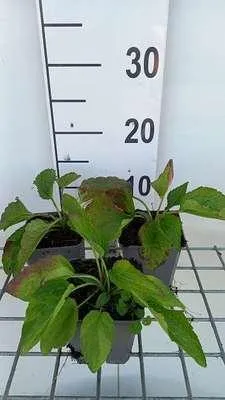 Obrázok produktu pre 6 x Rudbeckia fulg. 'City Garden' - Echinacea - Kvetináč 9 x 9 cm