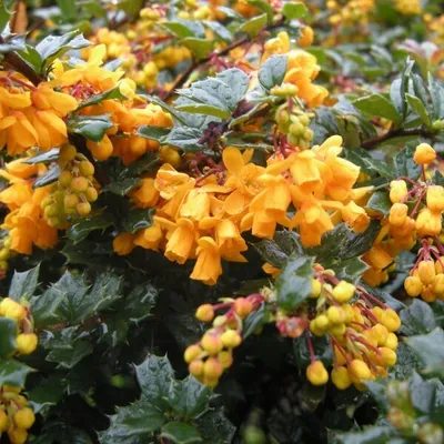 Produktbild von 2 x Berberitze - Berberis darwinii | 25-30 cm im Container