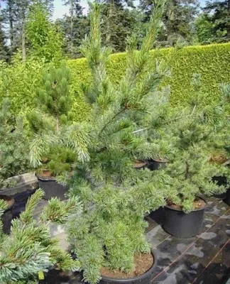 Produktbild von Pinus parviflora Tempelhof - Mädchenkiefer - 40-50 cm