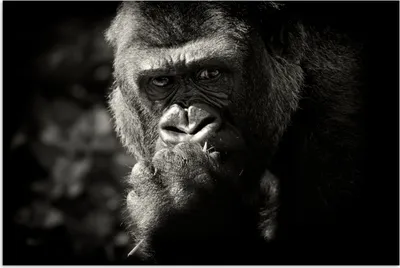 Produktbild von MuchoWow® Poster Tierprofil Gorilla in schwarz und weiß 90x60 cm - Schlafzimmer