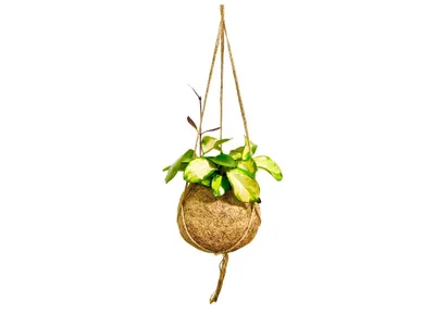 Obrázek produktu pro Kokodama Hoya carnosa tricolor (L)
