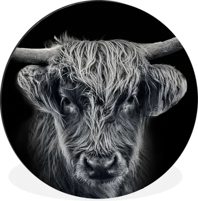 Produktbild von MuchoWow® Aluminium Wandkreis Schottischer Highlander - Schwarz - Kuh - Tiere Ø 60 cm Wanddeko Modern Wohnzimmer - Wand Kreis - Wandbild - Schlafzimmer - Aluminium Bild - Kinderzimmer - Wohnzimmer Dekoration - Wandschmuck