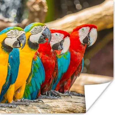 Produktbild von MuchoWow® Poster Vögel - Papagei - Tropisch - Natur 100x100 cm - Babyzimmer