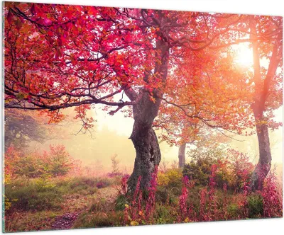 Produktbild von Bilder auf glas - Baum Natur Wiese - 100x70cm - Glasbilder - Wandbilder - Kunstdruck - zum Aufhängen bereit - Wanddekoration aus Glas - Glas Bilder - Wandbild auf Glas - Einteilig - GAA100x70-3658
