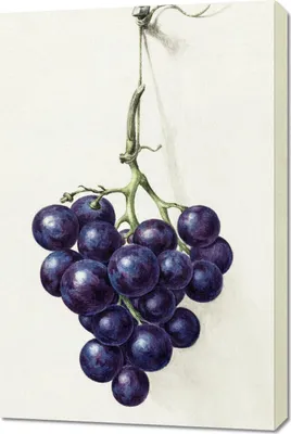 Obrázek produktu pro Obraz 60x90cm Kiść Winogron, Jean Bernard Vintage do Salonu