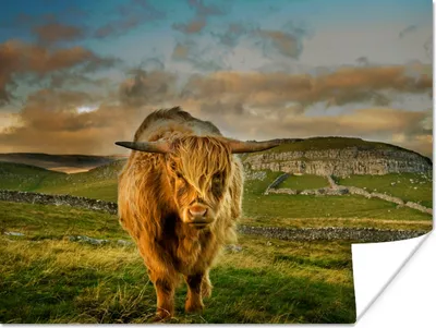Produktbild von MuchoWow® Poster Schottischer Highlander - Gras - Berg 160x120 cm - Foto Plakat