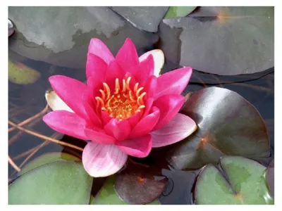Produktbild von Nymphaea 'James Brydon' - Seerose, rot - winterhart - Seerose des Jahres 2016