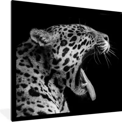 Produktbild von MuchoWow® Gerahmtes Poster Jaguar - Tier - Schwarz - Weiß 40x40 cm - Poster mit Schwarzem Bilderrahmen Wandposter Rahmen Foto Bilder - Mit Rahmen - Wanddekoration Schlafzimmer