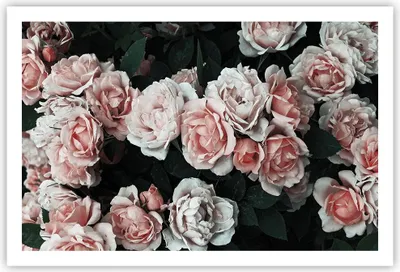 Produktbild von Poster - Poster ohne Rahmen - Rosen Blumen Blätter - 91,5x61 cm - Wand Bild - Wanddeko - Wandbilder - Kunstposter - Wandposter - Bilder - Kunstdruck - Wanddekoration - Wandbild - P2XAA91x61-4760