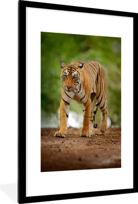 Produktbild von MuchoWow® Gerahmtes Poster Streifender Tiger 60x90 cm - Poster mit Schwarzem Bilderrahmen Wandposter Rahmen Foto Bilder - Dekoration - Wandposter Wohnzimmer - Hochwertig
