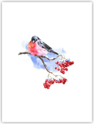 Produktbild von Poster - Poster ohne Rahmen - Dompfaff auf Zweig - 30x40 cm - Wand Bild - Wanddeko - Wandbilder - Kunstposter - Wandposter - Bilder - Kunstdruck - Wanddekoration - Wandbild - P2XPA30x40-4187