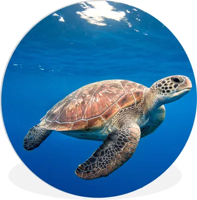 Produktbild von MuchoWow® Rundes Wandbild - Runde Bilder Schildkröte im Ozean Ø 60 cm Kreis Wanddekoration Kunststoff - Wandkreis - Wandschmuck - Wand Kreis - Das Schlafzimmer - Die Bilder - Wandmalerei - Kunst für das Haus - das Plastik