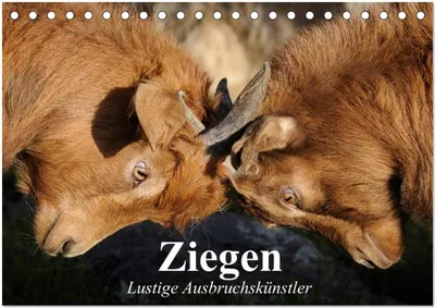 Produktbild von Ziegen. Lustige Ausbruchskünstler (Tischkalender 2026 DIN A5 quer), CALVENDO Monatskalender