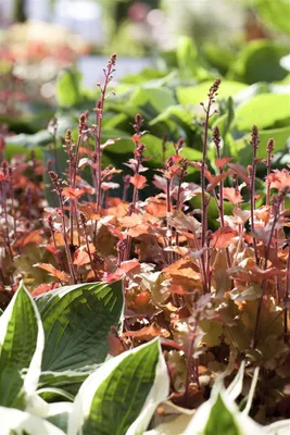 Produktbild von Heuchera villosa 'Marmalade', Purpurglöckchen, orange, ca. 11x11 cm Topf