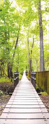 Produktbild von Wallario selbstklebendes Poster - Spaziergang im Wald  Holzweg über einen Fluss, Größe: 50 x 125 cm