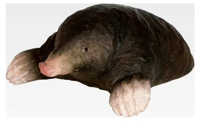 Produktbild von Maulwurf - Handgeschnitzte Tierfigur aus Holz