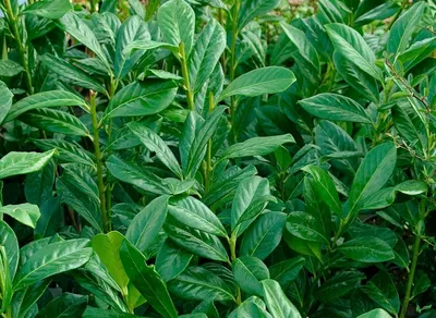 Produktbild von Kirschlorbeer Novita immergrün Sichtschutz Lorbeer Prunus laurocerasus Novita, Größe:30-40 cm