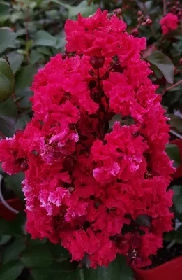 Image de Lagerstroemia indica DYNAMITE 'Whit II' / Lilas des Indes DYNAMITE 'Whit II'