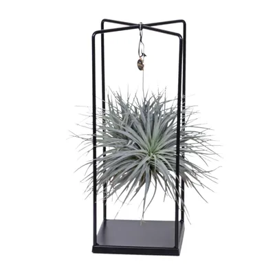 Immagine prodotto di Tillandsia Ionantha Abdita Ø20Cm - ↕20Cm