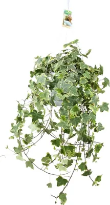 Produktbild von Efeu – Hedera Helix 'Gold Child' – Zimmerpflanze – Ø24 cm – Höhe ca. 60 cm – Hängend & Rankend – Luftreinigend – Pflegeleicht