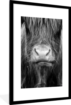 Produktbild von MuchoWow® Gerahmtes Poster Schottischer Highlander - Kuh - Schwarz - Weiß - Tiere 60x90 cm - Poster mit Schwarzem Bilderrahmen Wandposter Rahmen Foto Bilder - Dekoration - Wandposter Wohnzimmer - Hochwertig