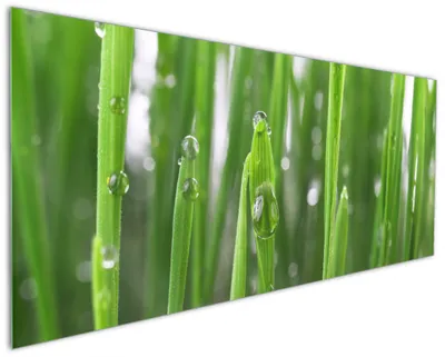 Produktbild von Wallario Küchenrückwand aus Glas, Größe: 125 x 50 cm, Motiv: Wassertropfen an Grashalmen | Spritzschutz | abwischbar | pflegeleicht | in