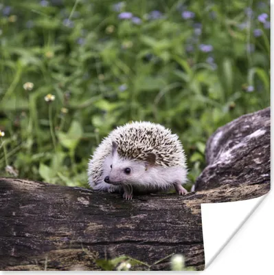 Produktbild von MuchoWow® Poster Igel - Weiß - Baumstamm - Blumen 100x100 cm - Babyzimmer