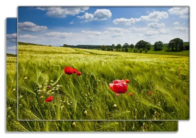 Produktbild von Wallario Frühstücksbrettchen 2er Set aus Glas, je 20 x 30 cm, mit rutschfesten Füßen, Motiv Mohnblumenwiese auf grüner Wiese unter blauem Himmel