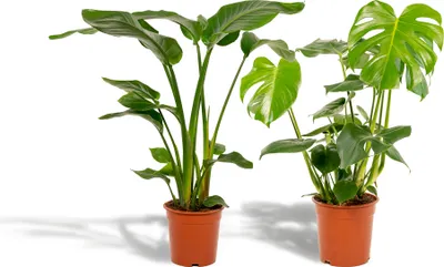 Zdjęcie produktu dla Strelitzia Nicolai - Ø19Cm - ↕85Cm + Monstera Deliciosa - Ø21Cm - ↕75Cm