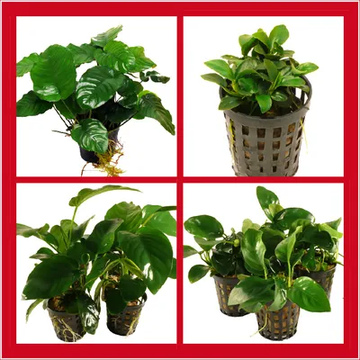 Produktbild von Grosses Barters Speerblätter Set (Anubias Barteri)