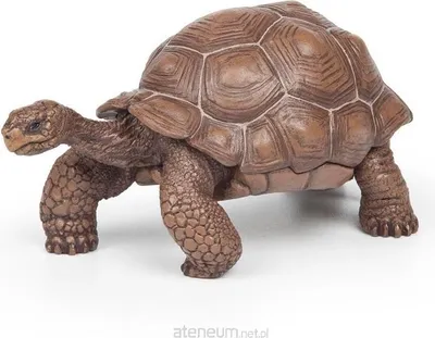 Produktbild von Papo Galápagos-Riesenschildkröte, 3 Jahr(e), Wild animal kingdom, Braun, PVC