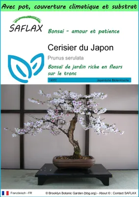 Image de SAFLAX Garden to go - Cerisier du Japon - 30 graines - Prunus