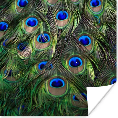Produktbild von MuchoWow® Poster Pfau - Federn - Augen - Blau 50x50 cm - Wohnzimmerdekoration