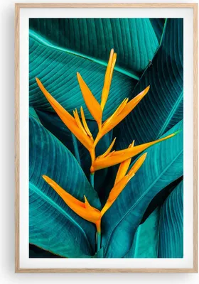 Produktbild von Gerahmtes Poster - Rahmen in heller Eiche - Blumen Tropen Blätter - 61x91,5 cm - Wand Bild - Wanddeko - Wandbilder - Kunstposter - Wandposter - Bilderrahmen - Bilder - Kunstdruck - P2NPA61x91-5116