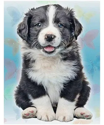Produktbild von Diamond Painting Hund 30x40cm Quadratische Steine DIY Mosaik Bastelset Erwachsene