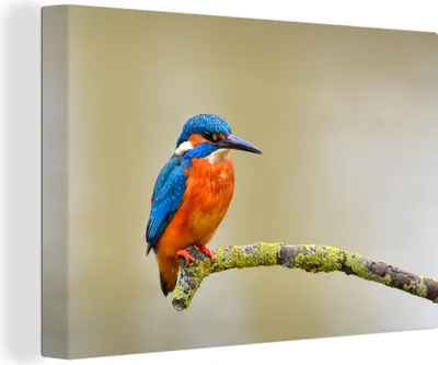 Obrázok produktu pre OneMillionCanvasses® - Obrazy na plátne - 140x90 cm, Vták - Rybárik - Vetva, Nástenná dekorácia