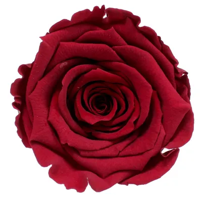 Produktbild von Infinity Rose L Ø5cm konserviert stabilisiert haltbar Rosenkopf ewige Rosenblüte 1 St. Dunkelrot (red01)